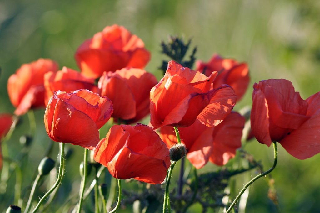 field poppies, poppy, flowers-7276431.jpg